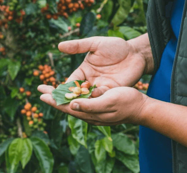 Whiskey Barrel Aged Guatemalan Coffee | Bourbon Infused, Small Batch Roasted-2